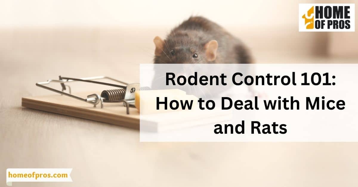 Rodent Control 101: How to Deal with Mice and Rats