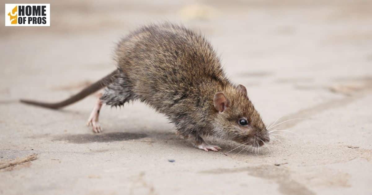 10. Signs of Interior Damage or Pests