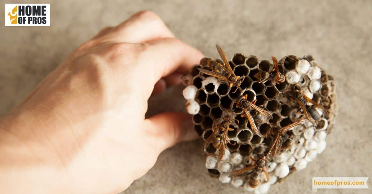 Physical nest removal techniques