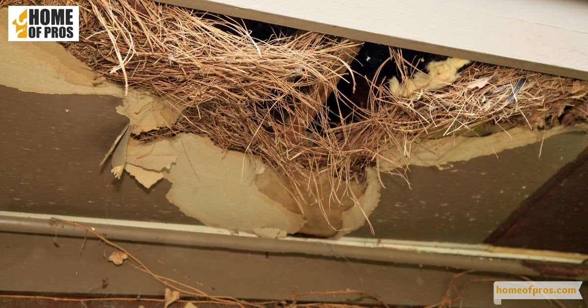 Nests and Burrows