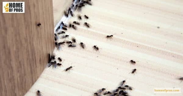 Ants