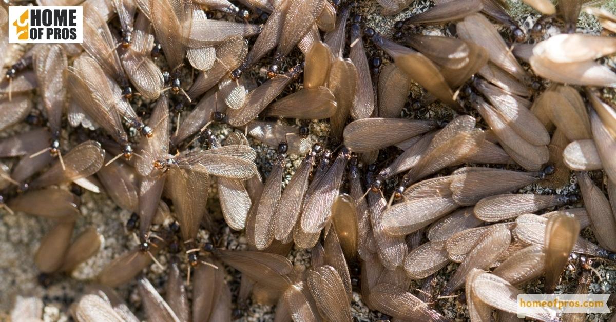 Appearance of discarded termite wings