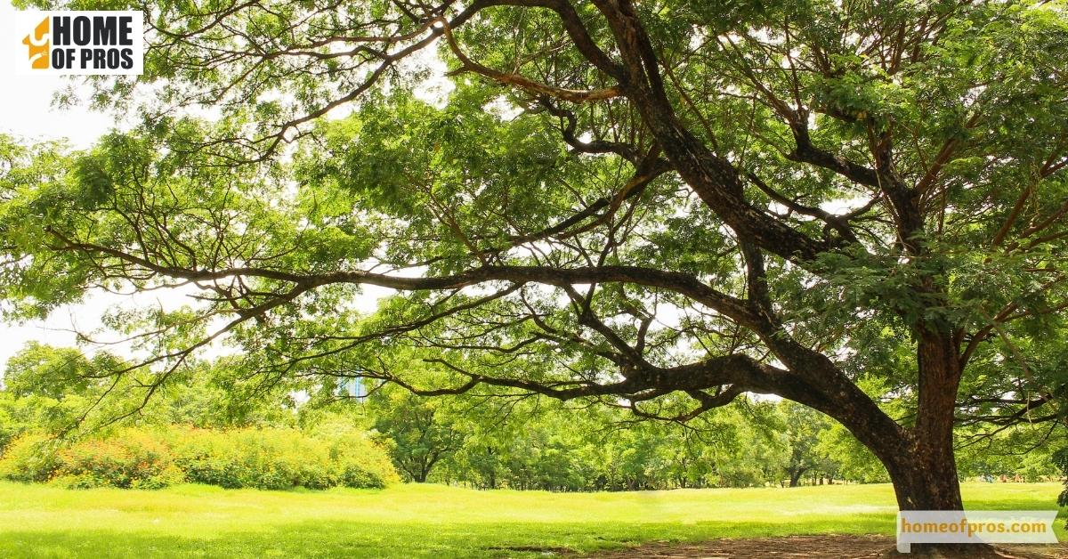 Assess the Age and Weakness of Large Trees