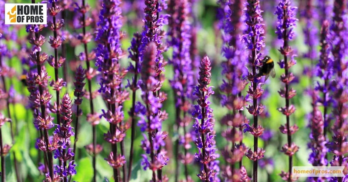 Attract Beneficial Insects