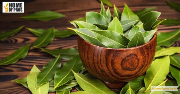 Bay Leaves