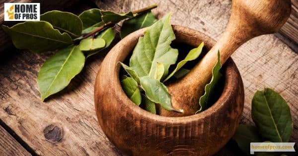 Bay leaves