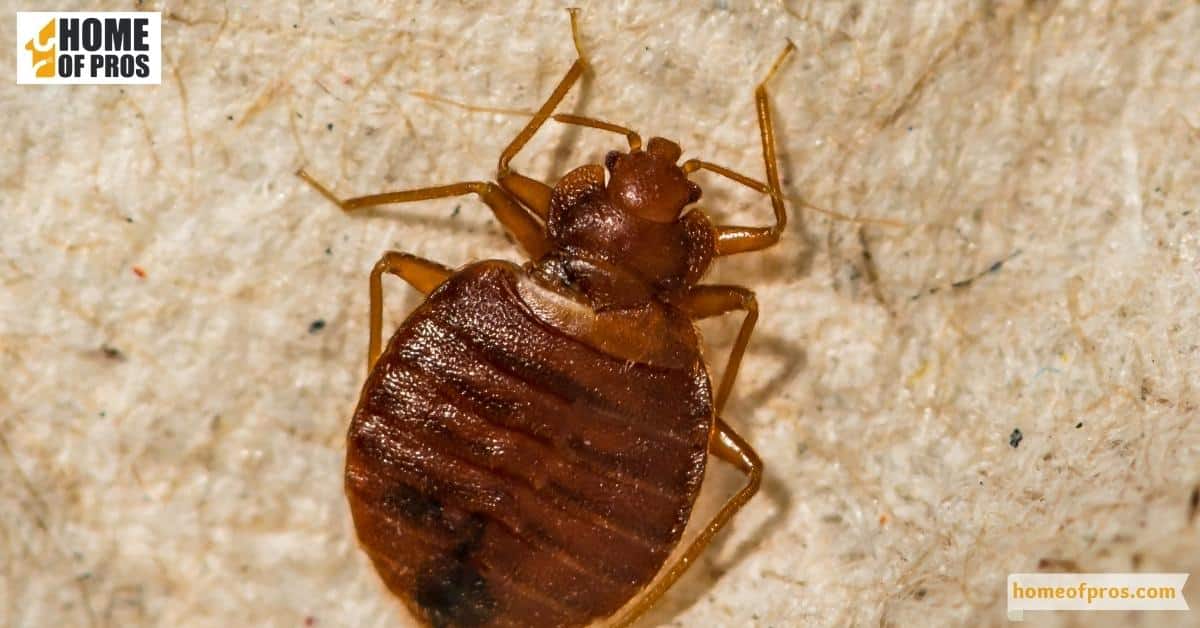 Bed Bugs