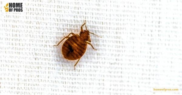 Bedbugs