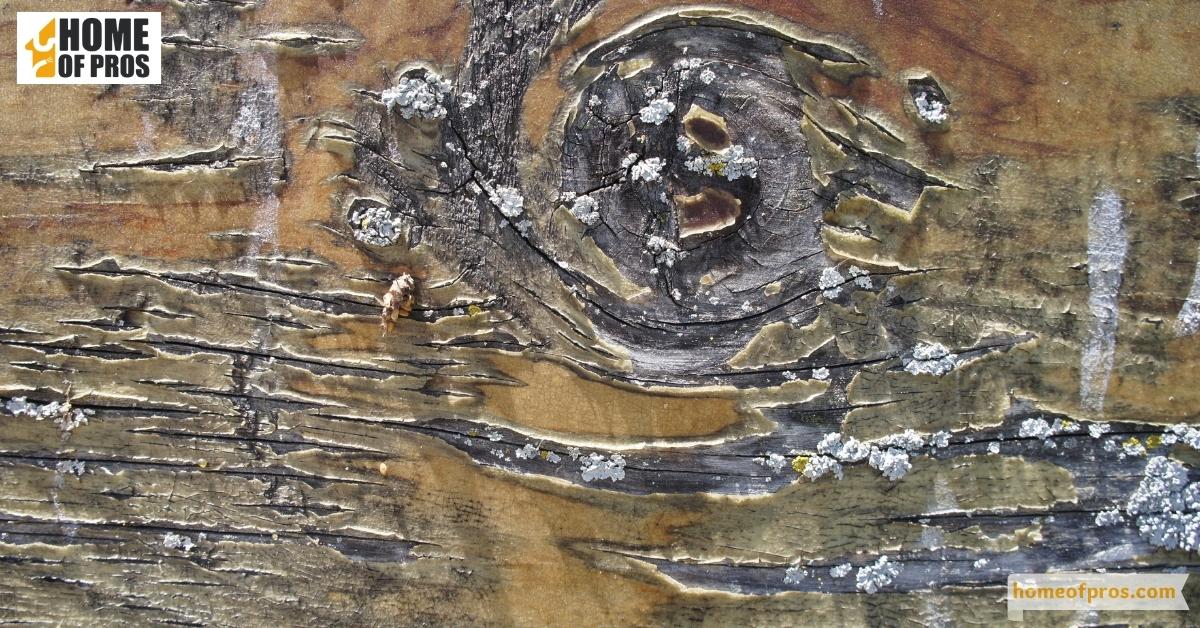 Blistered or darkened wood