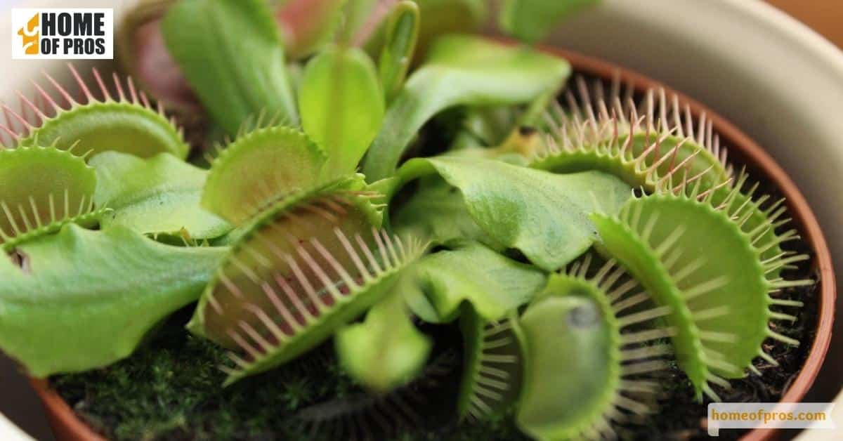 Carnivorous Plants