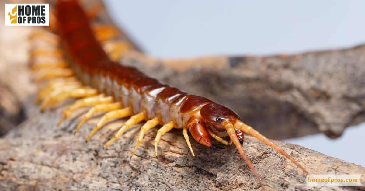 Centipedes