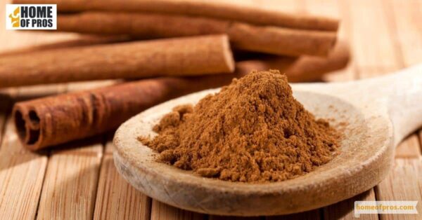 Cinnamon Powder