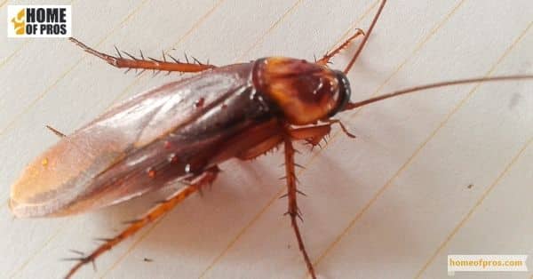Cockroaches