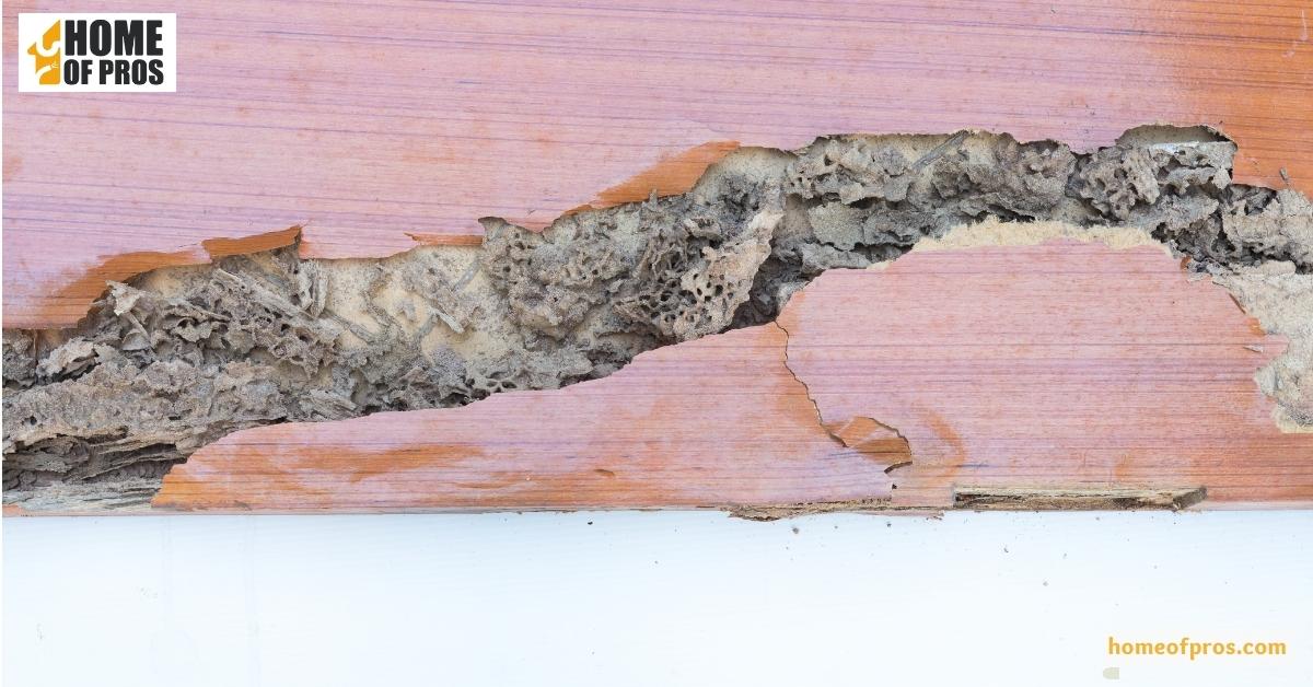 Cracked or distorted paint on wood surfaces