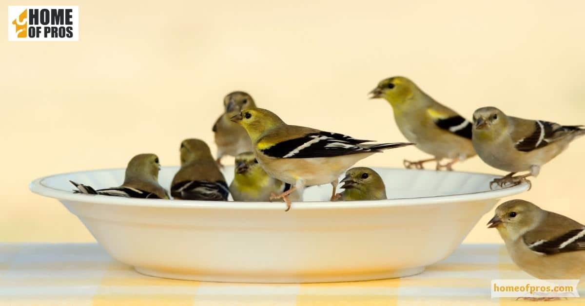 Create a Bird Feeder