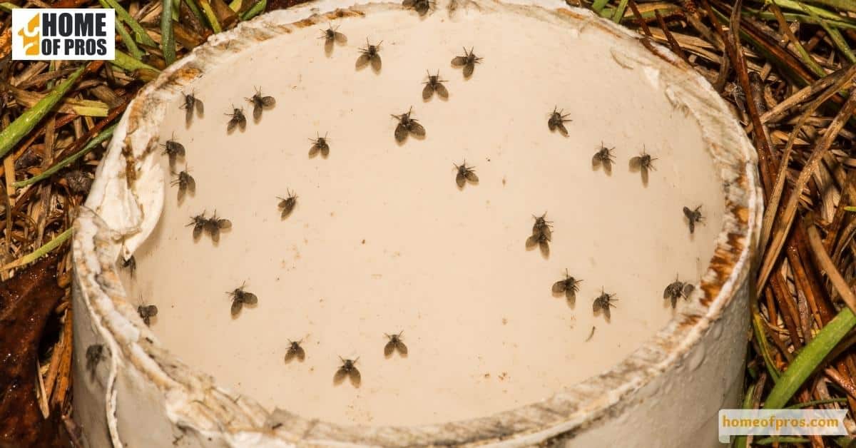 Drain Flies