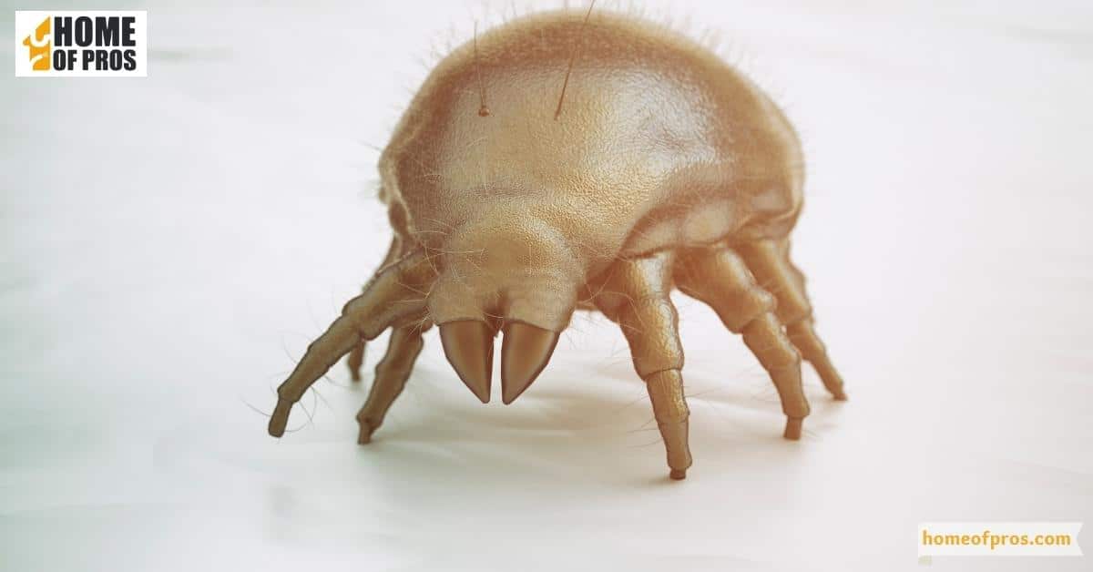 Dust Mites