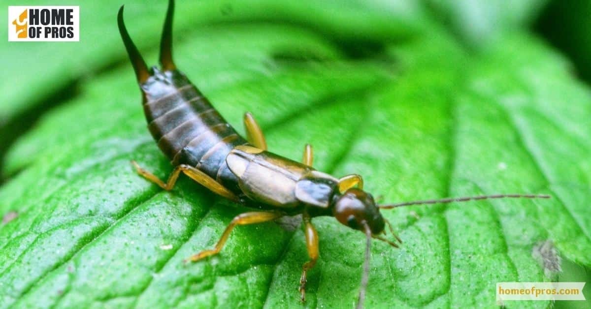 Earwigs