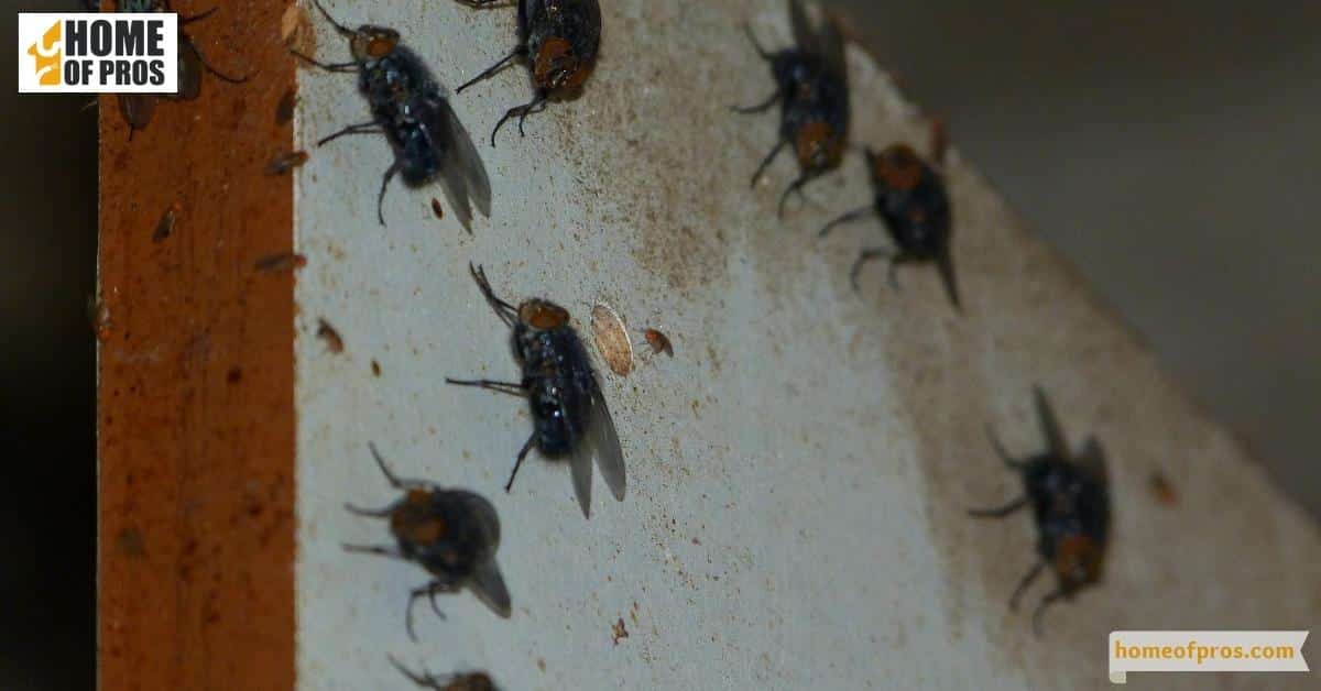 Eliminating Breeding Grounds for Flies