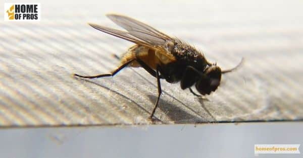 Flies
