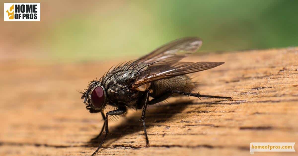 Fly Baits