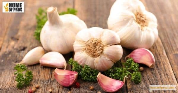 Garlic