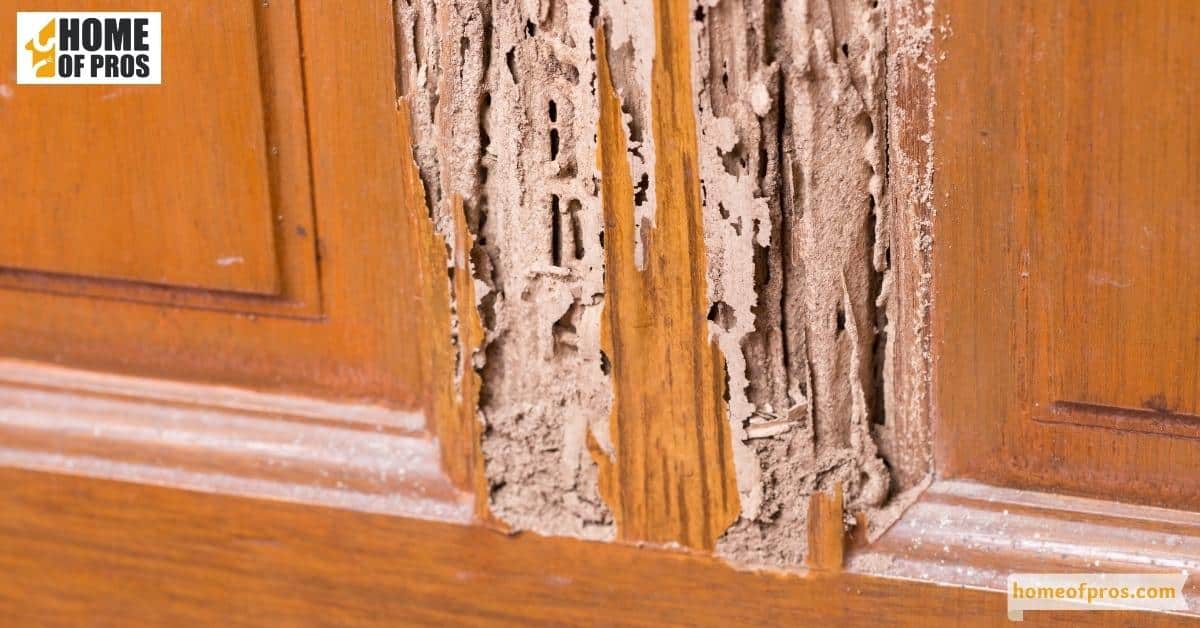 Hollow-sounding wood