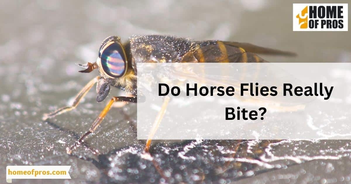 Do Horse Flies Really Bite?