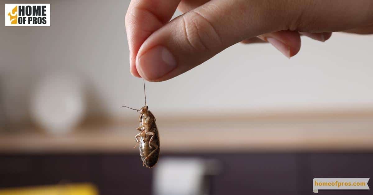 Identification of the Pest