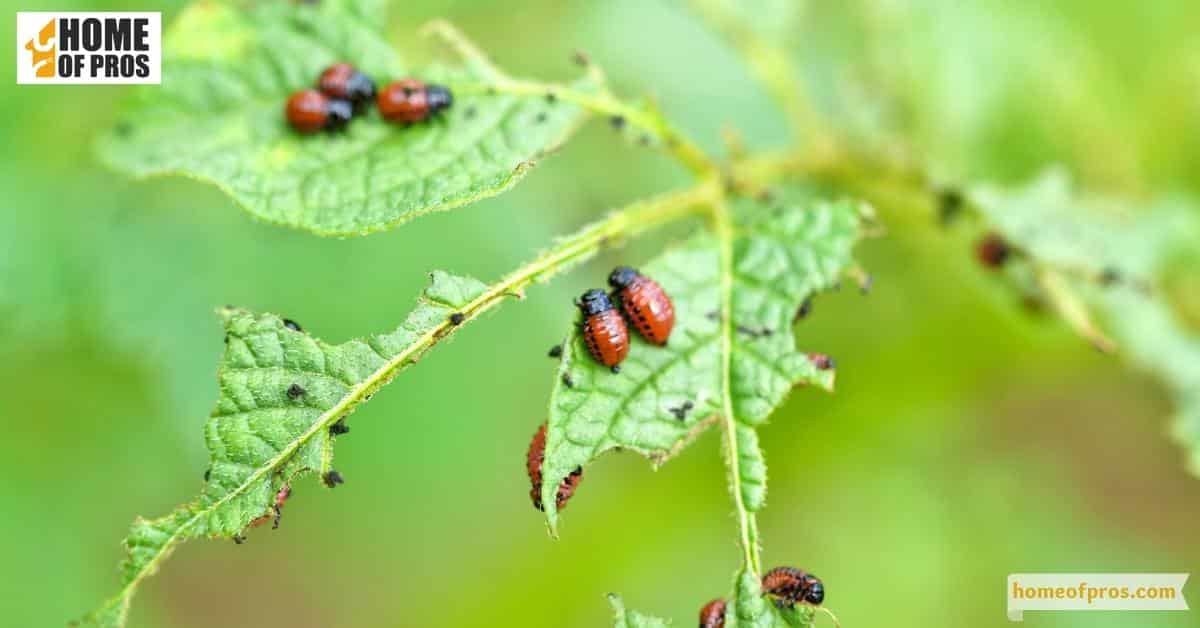 Identify the Pest