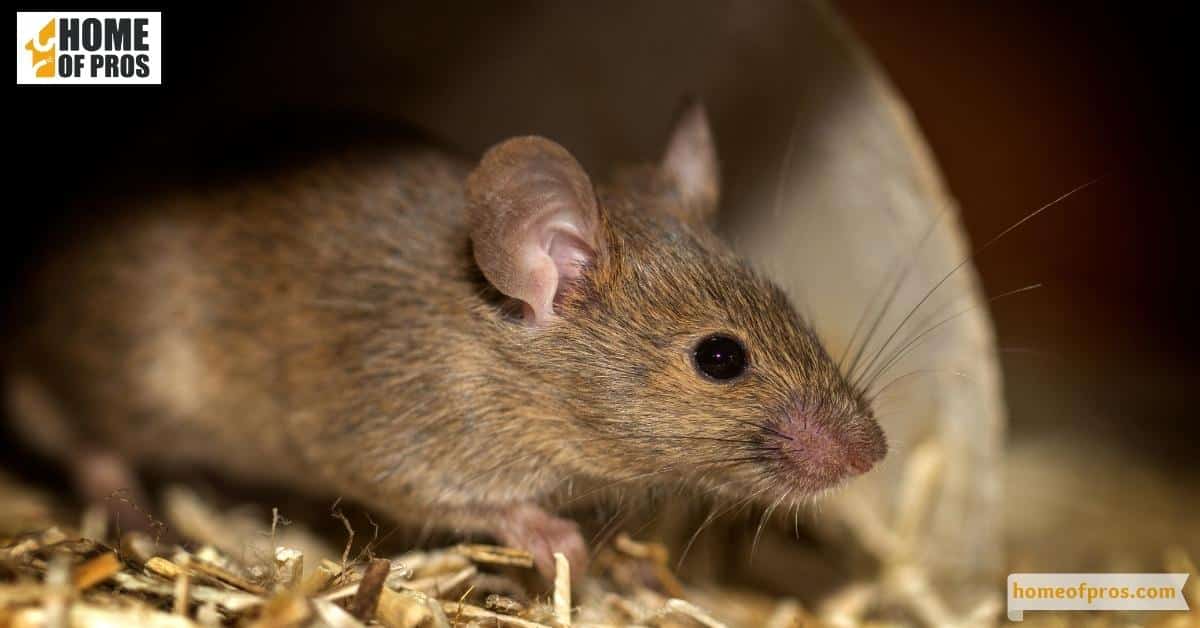 Identify Your Pests
