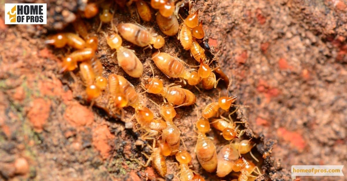 Identifying Common Pests