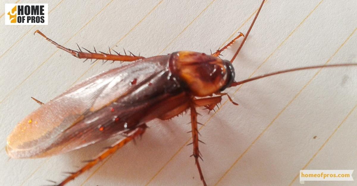 Identifying Common Pests and Their Breeding Seasons