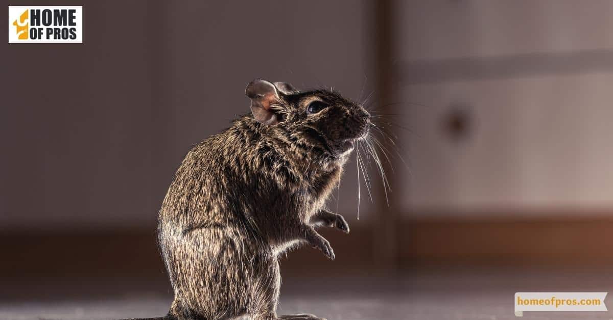 Identifying Common Pests and Their Invaders Seasons