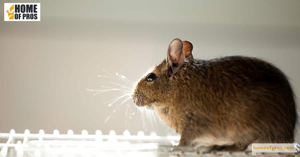 Identifying Common Pests and Their Shelter Seasons