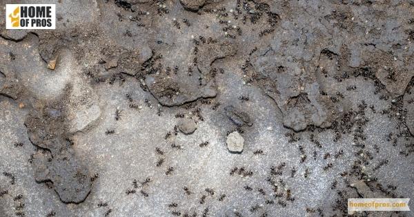 Identifying Signs of an Infestation