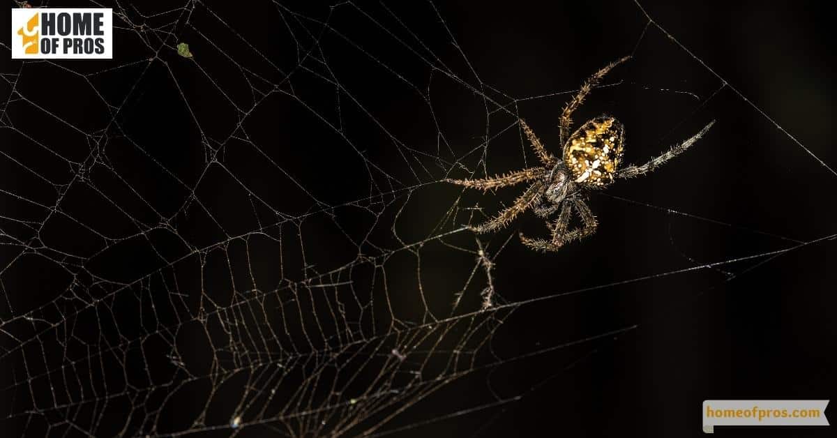 Increase in Spider Sightings