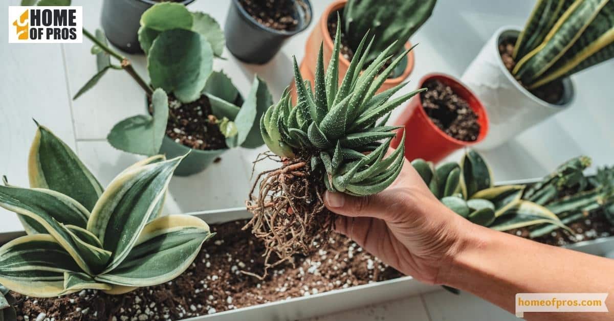 Indoor Garden