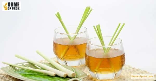 Lemongrass