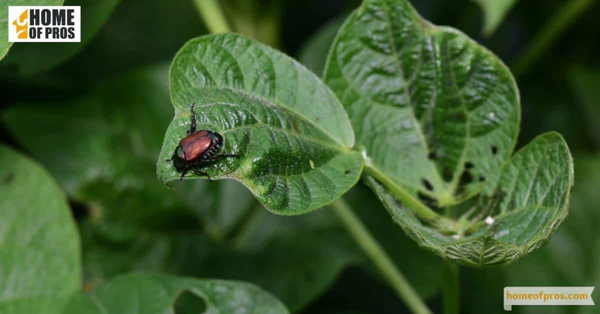 Let Some Pests Be