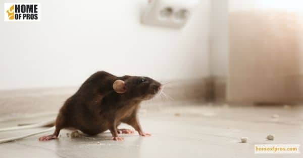 Mice and Rats