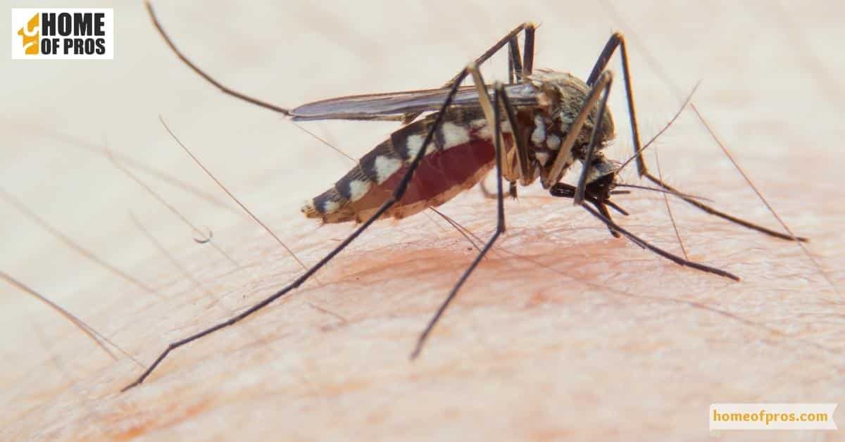 Mosquitoes