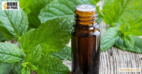 Peppermint Oil