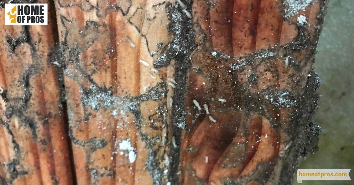 Presence of mud tubes