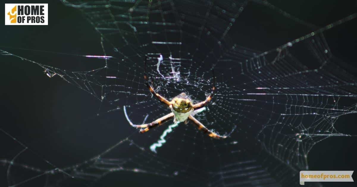 Presence of Webs