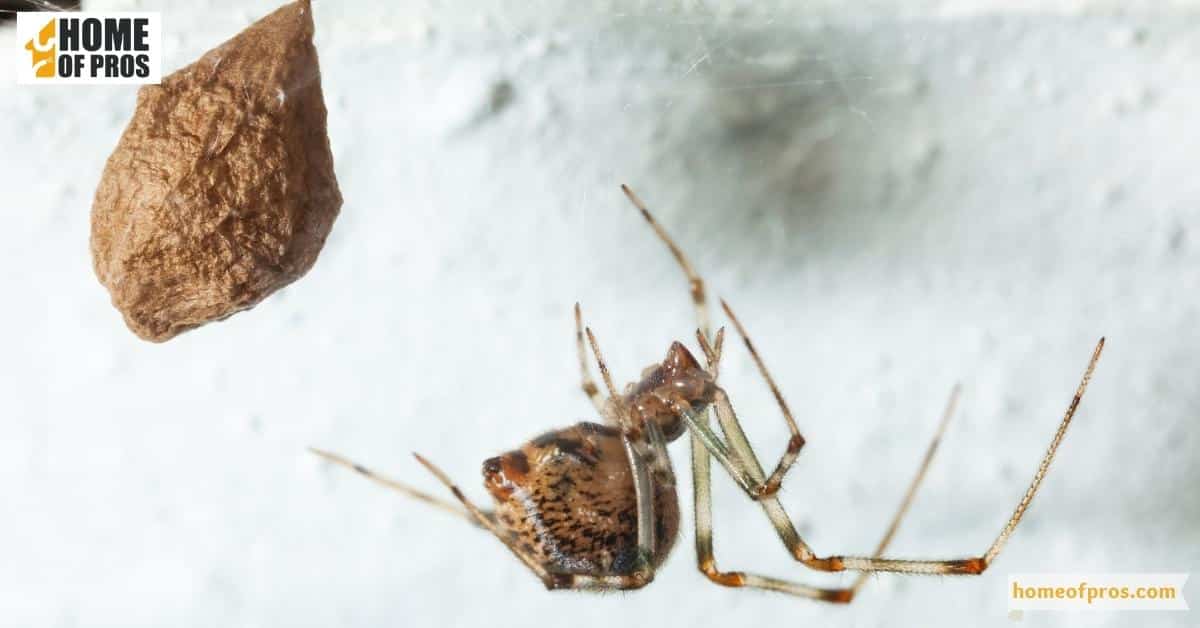 Regularly Check for Webs and Egg Sacs