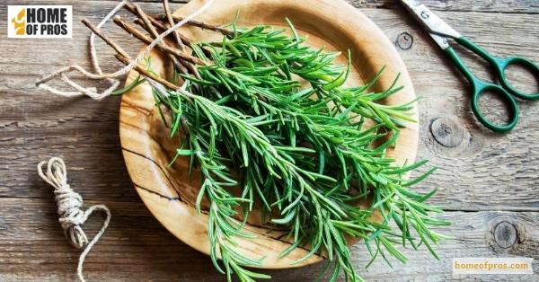Rosemary