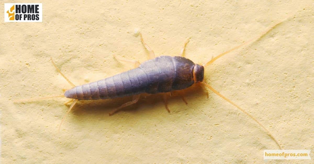 Silverfish