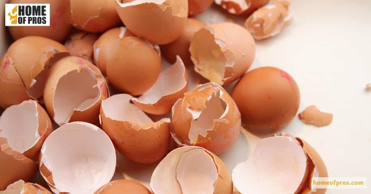 Small Bones and Eggshells