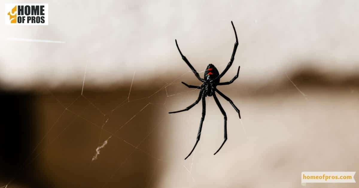 Spiders